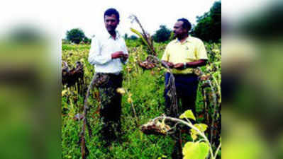 ಬೆಳೆ ಹಾನಿ ಪರಿಹಾರಕ್ಕೆ ರೈತರ ಒತ್ತಾಯ