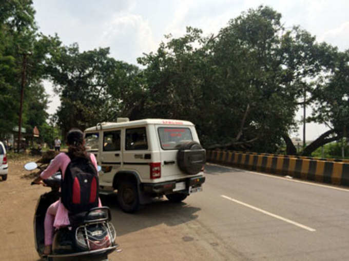 नाशिक: शहरातील आरटीओ ऑफिसजवळ रस्त्यावर झाड पडल्याने दिंडोरी मार्गावरील वाहतूक विस्कळीत