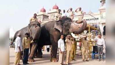 ಅಂಬಾವಿಲಾಸ ಅಂಗಳದಲ್ಲಿ ಜಂಬೂ ಸವಾರಿ ತಾಲೀಮು