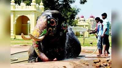 ಮುಗಿದ ದಸರೆ, ರಿಲಾಕ್ಸ್ ಮೂಡ್‌ನಲ್ಲಿ ಗಜಪಡೆ