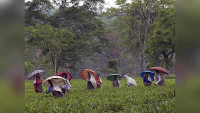 चाय बागान मालिकों को ममता की चेतावनी