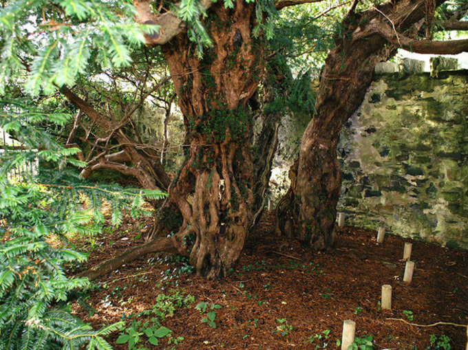 अद्भुत: सेक्स बदल रहा है ब्रिटेन का सबसे पुराना पेड़!