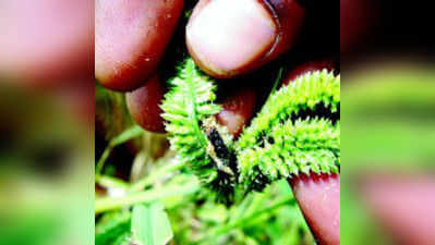 ಬೀರೂರು ಹೋಬಳಿಯಲ್ಲಿ ರಾಗಿಗೆ ಕೀಟಬಾಧೆ: ರೈತರ ಆತಂಕ