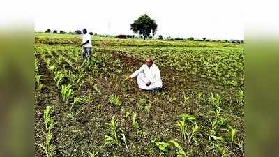 ಬಿಡಾಡಿ ದನಗಳ ಹಾವಳಿ, ಗಾಯದ ಮೇಲೆ ಬರೆ