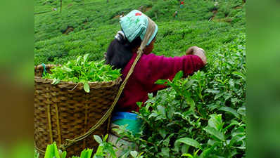 सरकारी चाय बागान में हुई भूख से मौत