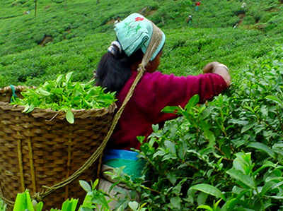 सरकारी चाय बागान में हुई भूख से मौत