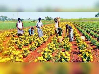 ಕೈ ಹಿಡಿದ ಚೆಂಡು ಹೂವು