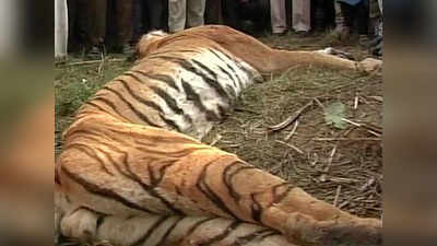 बिजनौर में लोगों ने बाघ को पीट-पीटकर मार डाला