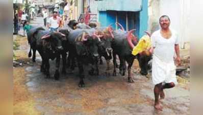 ಗುತ್ತಲ: ಮನಸೆಳೆದ ಎಮ್ಮೆಗಳ ಓಟ