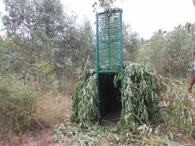 ಚಿರತೆ ಹಾವಳಿ: ರೈತರಲ್ಲಿ ಆತಂಕ