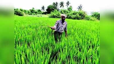 ಭತ್ತಕ್ಕೆ ಬಿಳಿರೋಗ ಬರೆ: ಆತಂಕದಲ್ಲಿ ರೈತರು