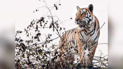पन्ना टाइगर रिजर्व के बाघों को कुत्तों से खतरा