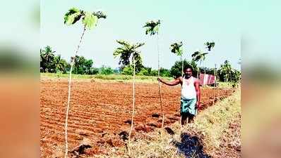 ಅರಣ್ಯೀಕರಣ, ರೈತರ ರೋದನ