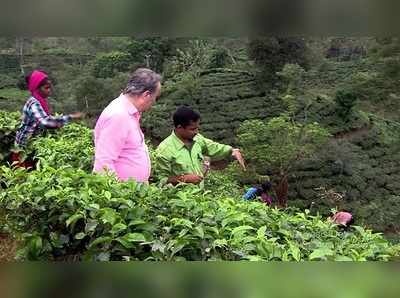 চা গাছের তারুণ্যে ‘লক্ষ্মী’লাভ শ্রমিকদের