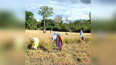 ಕಾರ್ಮೋಡಗಳ ಭಯ: ರೈತರಿಗಿಲ್ಲ ವರುಣನ ಅಭಯ