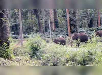 ಚೆಟ್ಟಳ್ಳಿಯಲ್ಲಿ ‘ಆಪರೇಷನ್ ಕಾಡಾನೆ’ ಯಶಸ್ವಿ