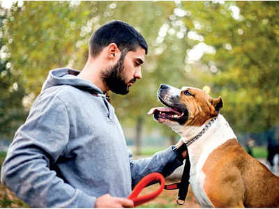 Dog Trainer: डॉग ट्रेनर व्हायचंय? जाणून घ्या सर्व प्रश्नांची उत्तरे