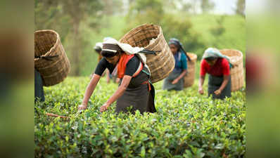 चाय बागान में 2 श्रमिकों की मौत