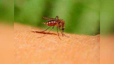 भारत में भी मिलेगी डेंगू की पहली वैक्सीन