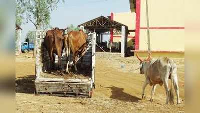 ಕಸಾಯಿಖಾನೆಗೆ ದನಗಳ ಅಡ್ಡಾದಿಡ್ಡಿ ಮಾರಾಟ