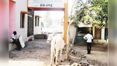 ವೈದ್ಯರಿಲ್ಲದೆ ಜಾನುವಾರುಗಳ ನರಳಾಟ