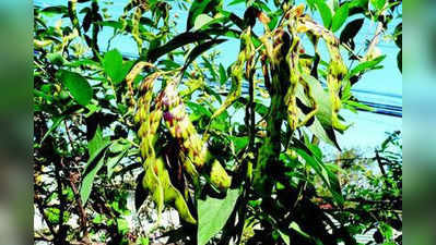 ತೊಗರಿ ಇಳುವರಿ ಇಳಿಕೆ; ಬೆಲೆ ಬಂಪರ್