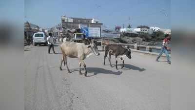 ಬಿಡಾಡಿ ದನ ಉಪಟಳ : ಸಂಚಾರಕ್ಕೆ ಅಡಚಣೆ