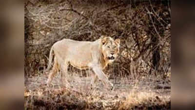 इटावा लायन सफारी में एक और शेर की मौत