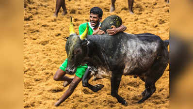 जल्लीकट्टू पर केंद्र की मंजूरी को सुप्रीम कोर्ट में चुनौती