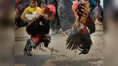 पोंगल: बैन के बावजूद आंध्र में मुर्गों की जंग