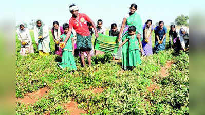 ಚೆನ್ನೈಯತ್ತ ಹಗರಿಬೊಮ್ಮನಹಳ್ಳಿ ಟೊಮೇಟೊ