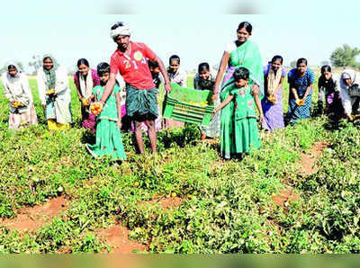 ಚೆನ್ನೈಯತ್ತ ಹಗರಿಬೊಮ್ಮನಹಳ್ಳಿ ಟೊಮೇಟೊ