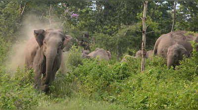 கிருஷ்ணகிரி அருகே பேருந்து மோதி காட்டு யானை காயம்