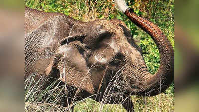 सिलिगुडी में हाथी ने मकानों को किया क्षतिग्रस्त