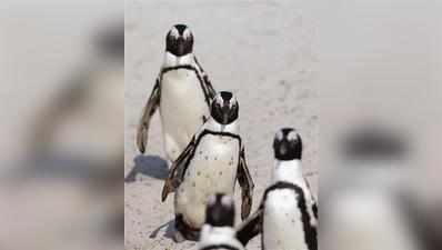 पेंग्विन वाला देश का पहला चिड़ियाघर होगा भायखला!