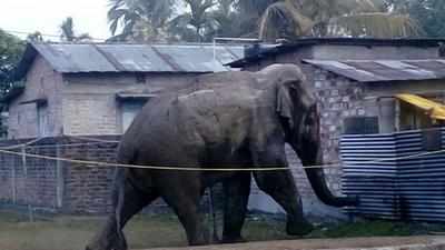 ফের হাতিকে তাড়া জনতার