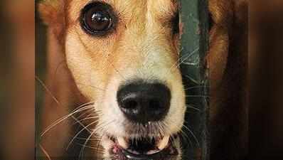 नवी मुंबई में 30 हजार से अधिक आवारा कुत्ते