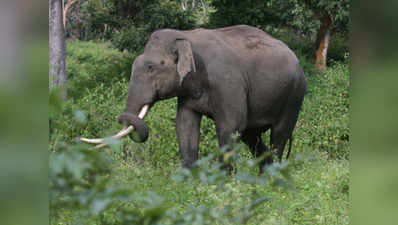 नशे में धुत युवक की अदाओं से डर कर भागा हाथी