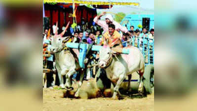 ಎತ್ತಿನಗಾಡಿ ಓಡಿಸಿದವರ ಮೇಲೆ ಕೇಸ್!