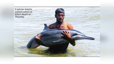 मछुआरों ने बचाई समुद्रतट पर आई डॉल्फिन की जान