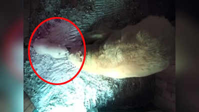 First glimpses of Russian polar bear cub 