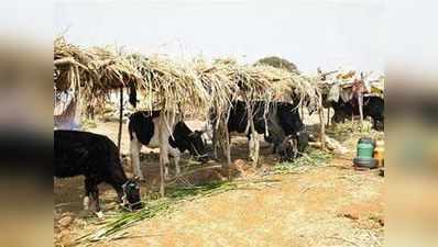 राजस्थान: गाय के चारे के लिए नवविवाहित देंगे दान