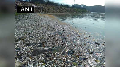 जल प्रदूषण से बेंगलुरु की झील में मरीं हजारों मछलियां!