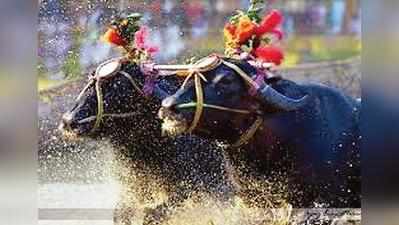 ಕಂಬಳಕ್ಕೆ ಅನುಮತಿ: ಆದೇಶ ಬರಲಿಲ್ಲ: ಹೈಕೋರ್ಟ್