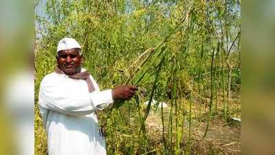 ನುಗ್ಗೆ ಬೆಳೆದು ಹಿಗ್ಗಿದ ಗೋವಿಂದ