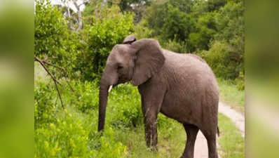 शिकारियों के हथियारों से ज्यादा हाथी बिजली के झटकों से मर रहे