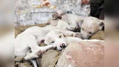 IIT कानपुर से कुत्ते के 4 बच्चे लापता, FIR के बाद पुलिस का सर्च ऑपरेशन