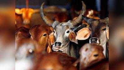 वाराणसी: गाय की सेवा को सुख-समृद्धि-शांति की वजह मानते हैं मुस्लिम नेता हाजी अब्दुल समद अंसारी