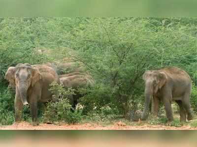 రాంచీలో ఏనుగుల బీబత్సం..