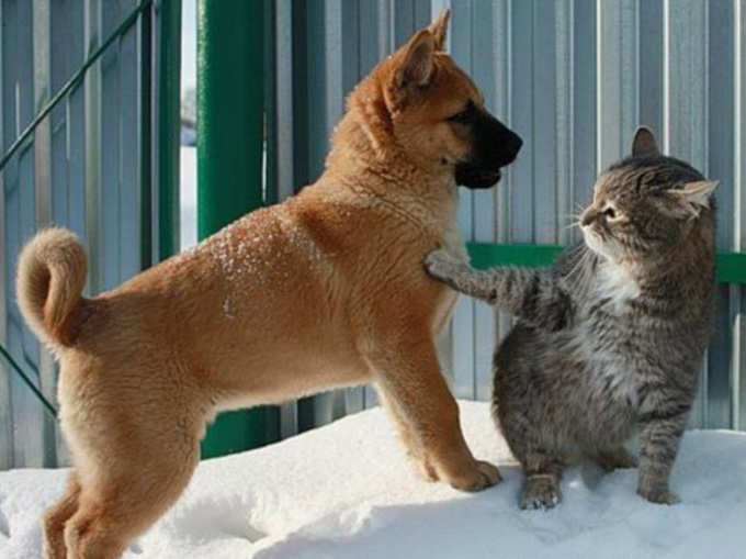 आइए, आपको कुत्ते और बिल्ली की दोस्ती दिखाते हैं